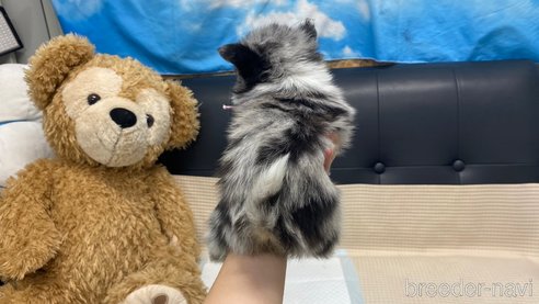 成約済の兵庫県のポメチワ:ポメラニアン×チワワ-348613の7枚目